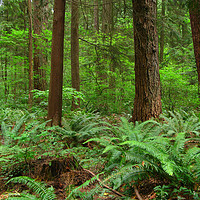 Buy canvas prints of Verdant Understory of the Temperate Rain Forest by Chris Langley