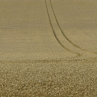 Buy canvas prints of The Wheatfield by Chris Langley