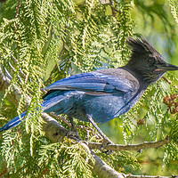 Buy canvas prints of Stellar's Jay or Bluejay by Chris Langley