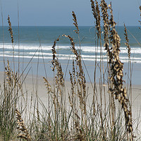 Buy canvas prints of From the Grassy Dunes, Neptune Beach, Florida by Chris Langley