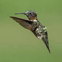 Buy canvas prints of Roufus Humming Bird, Vancouver by Chris Langley
