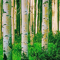 Buy canvas prints of Sunshine in the birch forest - watercolour. by Chris Langley