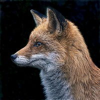 Buy canvas prints of Le Renard Rouge - The Red Fox. by Chris Langley