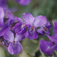 Buy canvas prints of   Beautiful violets on a grass bank.               by Chris Langley