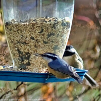 Buy canvas prints of Red Breasted Nuthatch by Chris Langley