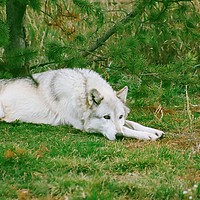 Buy canvas prints of Wolf Napping by Treva Krueger