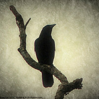Buy canvas prints of Crow by Frankie Cat