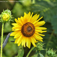 Buy canvas prints of Sunflower by Frankie Cat