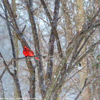 Buy canvas prints of Cardinal and Chickadee by Frankie Cat