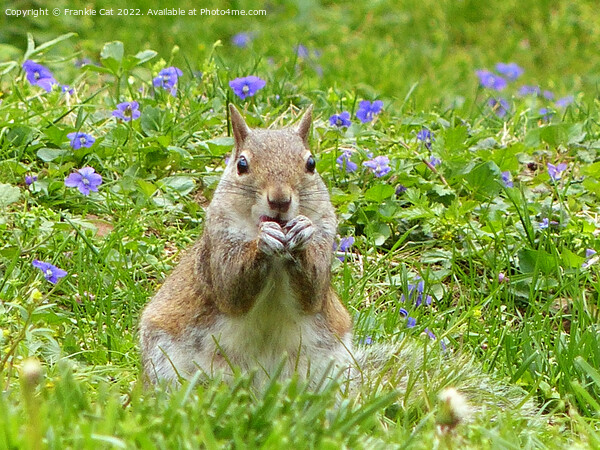 Squirrel Amongst Wild Violets Picture Board by Frankie Cat