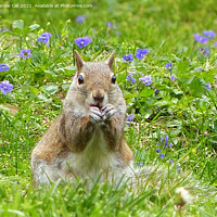 Buy canvas prints of Squirrel Amongst Wild Violets by Frankie Cat