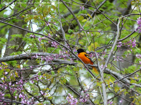 Baltimore Oriole Picture Board by Frankie Cat