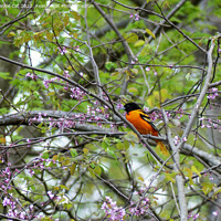 Buy canvas prints of Baltimore Oriole by Frankie Cat