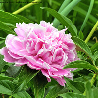 Buy canvas prints of Pink Peony by Frankie Cat