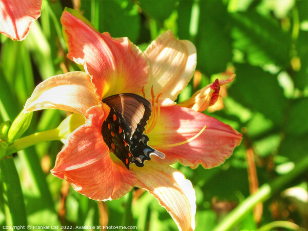 Spicebush Swallowtail in a Lily Picture Board by Frankie Cat