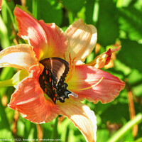 Buy canvas prints of Spicebush Swallowtail in a Lily by Frankie Cat