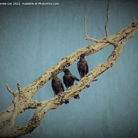 Buy canvas prints of 3 Crows by Frankie Cat