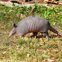 Buy canvas prints of Armadillo by Frankie Cat