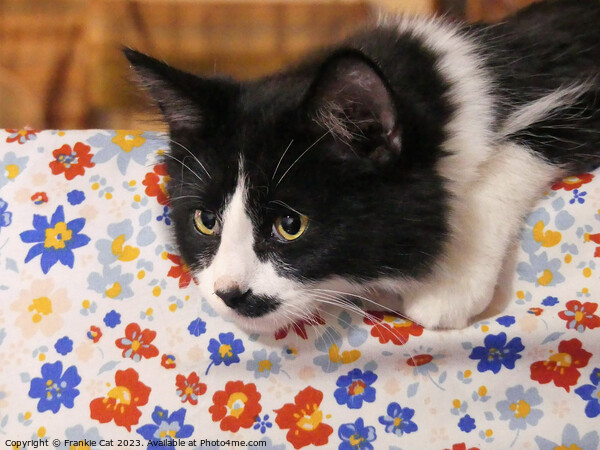 Tuxedo Cat Picture Board by Frankie Cat