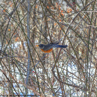Buy canvas prints of American Robin by Frankie Cat