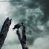 Buy canvas prints of Crow with Storm Clouds by Frankie Cat