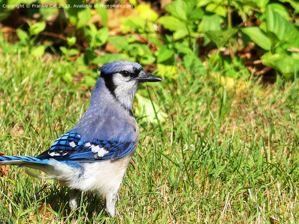 Northern Blue Jay Picture Board by Frankie Cat