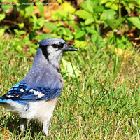 Buy canvas prints of Northern Blue Jay by Frankie Cat
