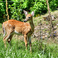 Buy canvas prints of Spotted Fawn by Frankie Cat