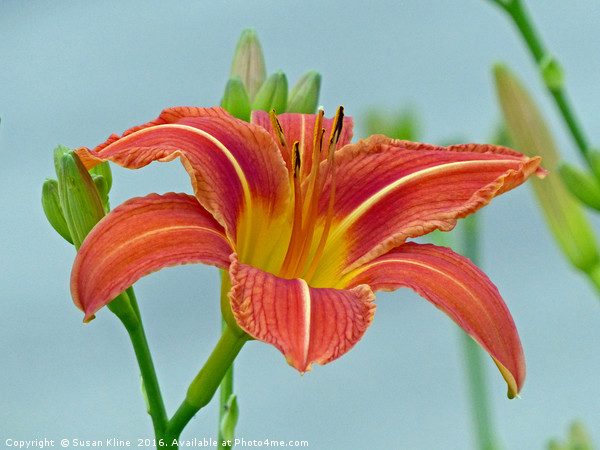Tiger Daylily Picture Board by Frankie Cat