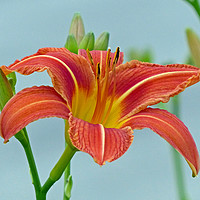 Buy canvas prints of Tiger Daylily by Frankie Cat