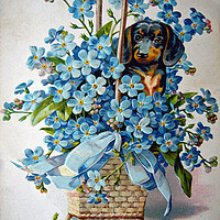 Buy canvas prints of Dachshund and Forget-me-nots by Frankie Cat