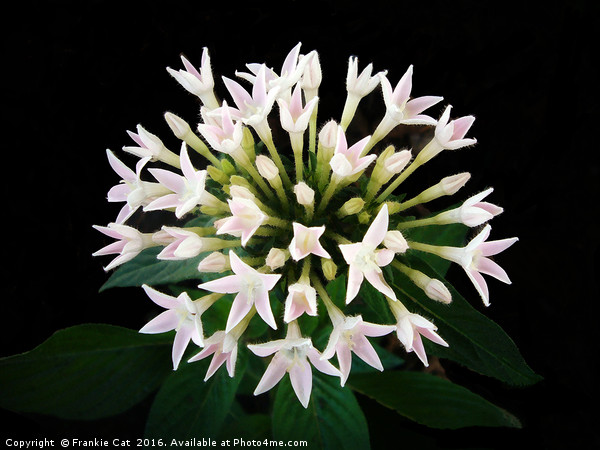 White Pentas Picture Board by Frankie Cat