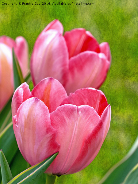Pink Tulips Picture Board by Frankie Cat