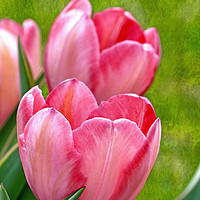 Buy canvas prints of Pink Tulips by Frankie Cat