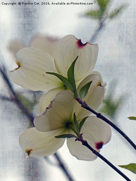 Dogwood Blossoms Picture Board by Frankie Cat