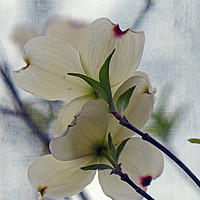 Buy canvas prints of Dogwood Blossoms by Frankie Cat
