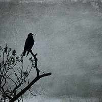 Buy canvas prints of Majestic Crow by Frankie Cat