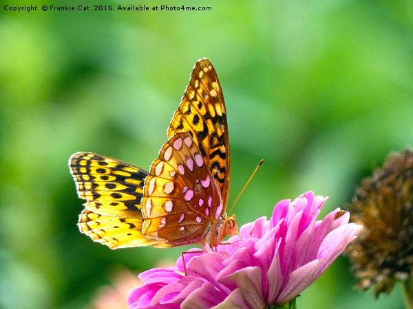 Great Spangled Fritillary Picture Board by Frankie Cat
