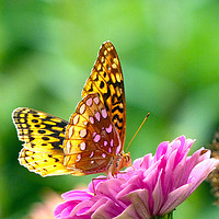 Buy canvas prints of Great Spangled Fritillary by Frankie Cat