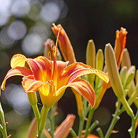 Buy canvas prints of Orange Tiger Lily by Frankie Cat