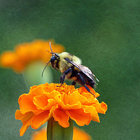 Buy canvas prints of Busy Bee by Frankie Cat