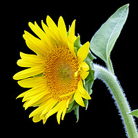 Buy canvas prints of Small Sunflower by Frankie Cat
