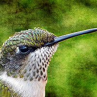Buy canvas prints of Little Hummer by Frankie Cat