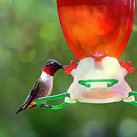 Buy canvas prints of Ruby Throated Hummingbird by Frankie Cat