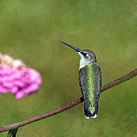 Buy canvas prints of Hummingbird and Zinnia by Frankie Cat