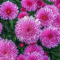 Buy canvas prints of Purple Mums by Frankie Cat