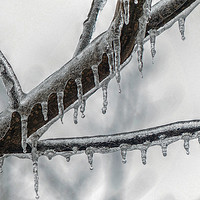 Buy canvas prints of Icy Branch by Frankie Cat