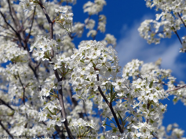Bradford Pear Blooms Picture Board by Frankie Cat