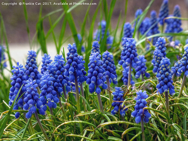 Grape Hyacinth Picture Board by Frankie Cat