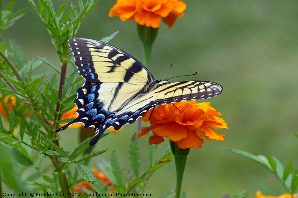 Yellow female Eastern Tiger Swallowtail Picture Board by Frankie Cat